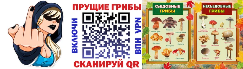 Купить где Чернушка Псилоцибиновые грибы Magic Shrooms